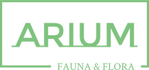 Arium