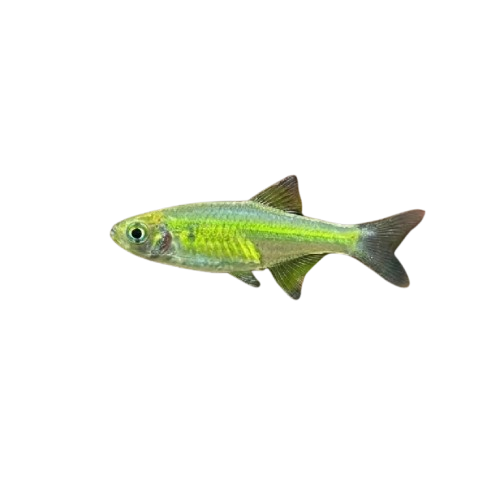 Kubotai Rasbora