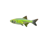Kubotai Rasbora