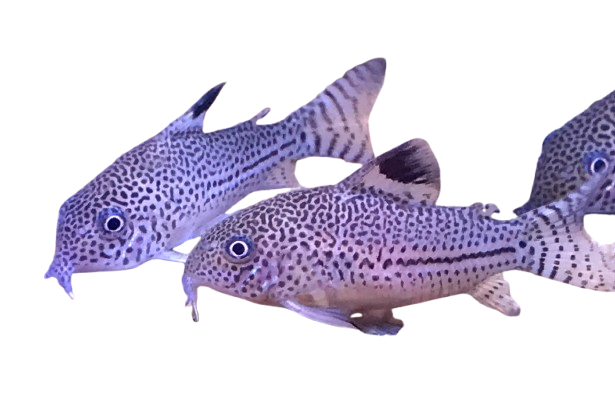 Corydora Julii