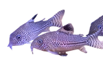 Corydora Julii