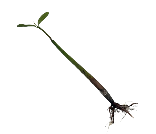 Sprouted Mangrove Pod (Freshwater)