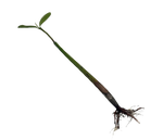 Sprouted Mangrove Pod (Freshwater)