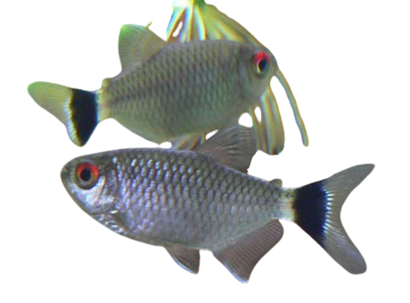Red Eye Tetra