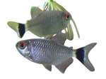 Red Eye Tetra
