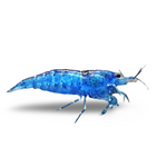 Blue Velvet Shrimp