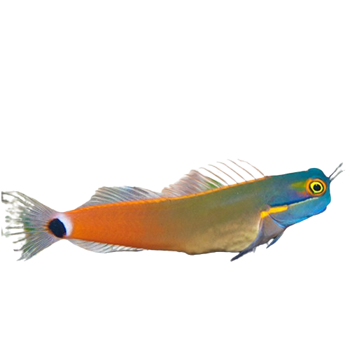Tailspot Blenny