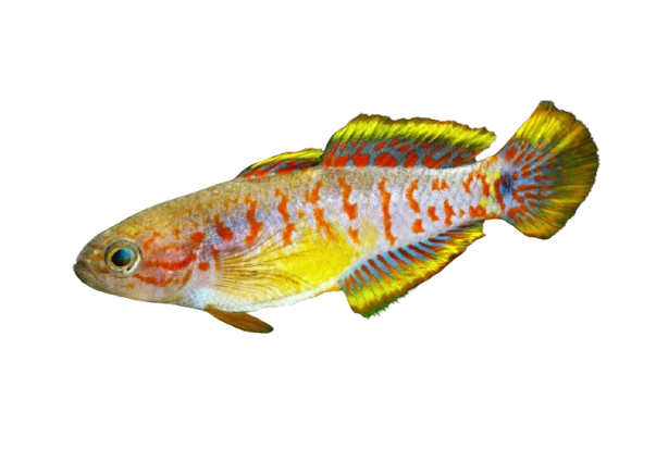 Peacock Gudgeon