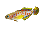 Peacock Gudgeon