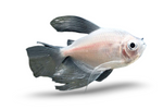 White Skirt Tetra