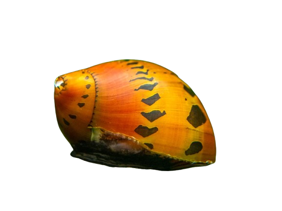 Tiger Nerite Snail