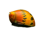 Tiger Nerite Snail