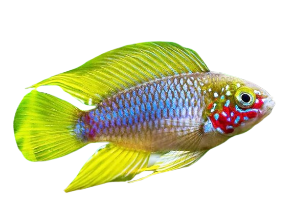 Apistogramma Borelli (males)