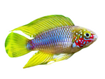 Apistogramma Borelli (males)