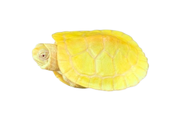 Albino Red Eared Slider Baby