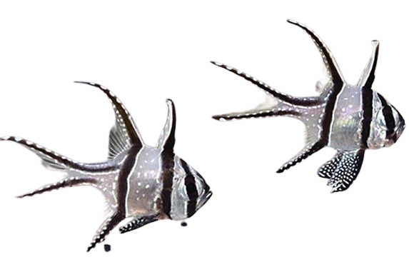 Bangaii Cardinalfish
