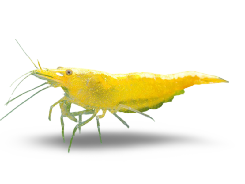 Yellow Neocaridina Shrimp