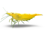Yellow Neocaridina Shrimp