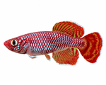 Nothobranchius korthausae TZN 08-4 Red pair M/F