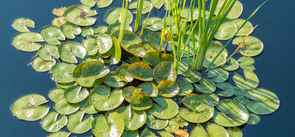 Aquatic Plants
