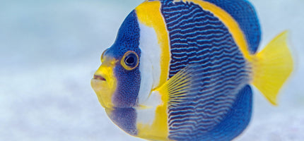 Saltwater