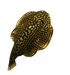 Hillstream Loach