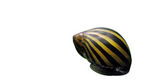 Zebra Nerite Snail
