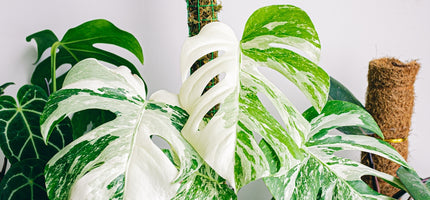 Plants