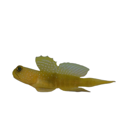 False Yellow Watchman Goby