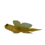 False Yellow Watchman Goby