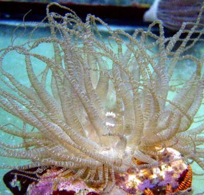 Curlique Anemone