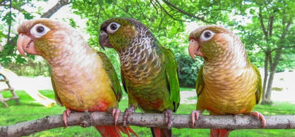 Birds