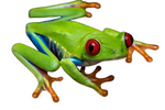 Red eye tree frog