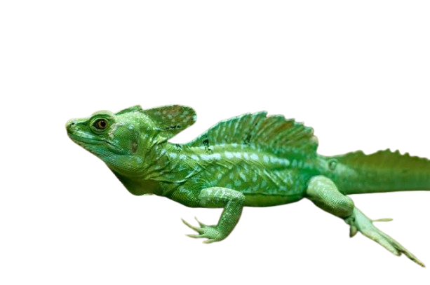 Baby Green Basilisk