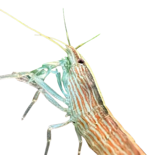Mountain Rock Shrimp