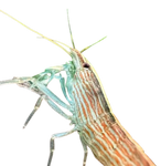 Mountain Rock Shrimp