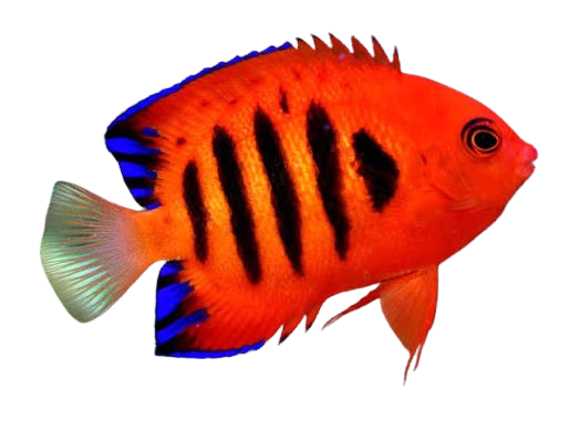 Flame Angelfish