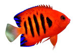Flame Angelfish