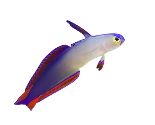 Purple Firefish