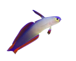Purple Firefish