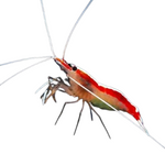 Skunk Cleaner Shrimp