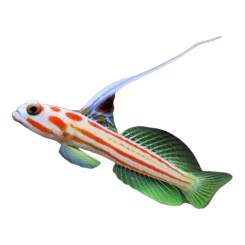 Yasha Goby