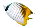 Auriga Butterflyfish
