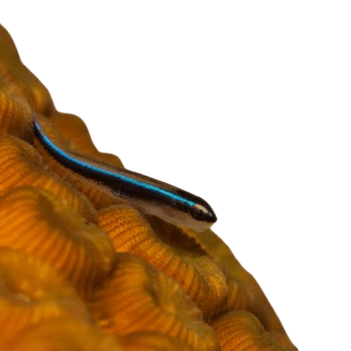 Electric Blue Neon Goby