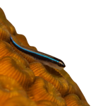 Electric Blue Neon Goby