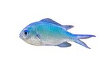 Blue-Green Chromis