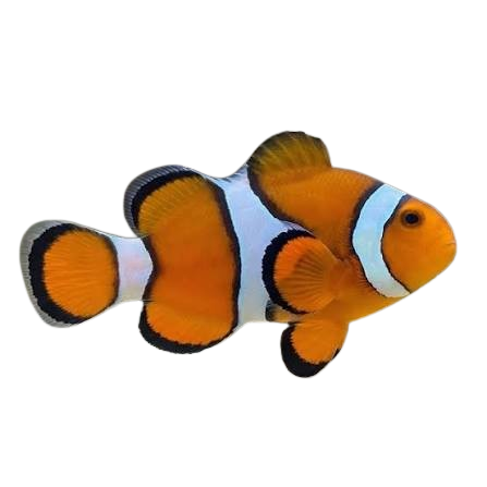 Orange Percula