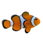 Orange Percula