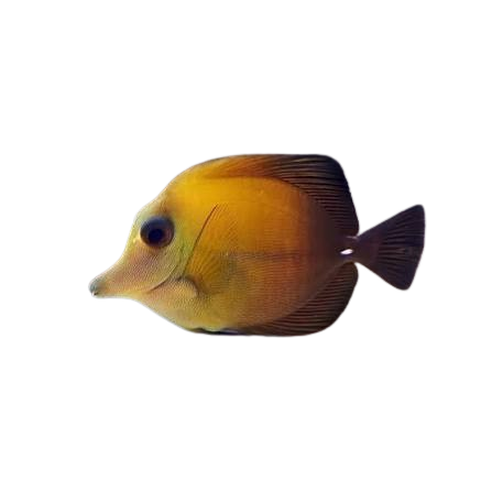 Scopas Tang
