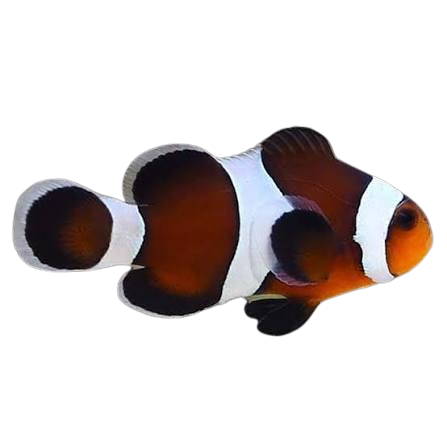 Mocca Occelaris clownfish